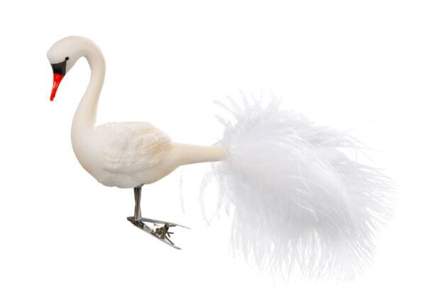 Prächtiger Schwan
