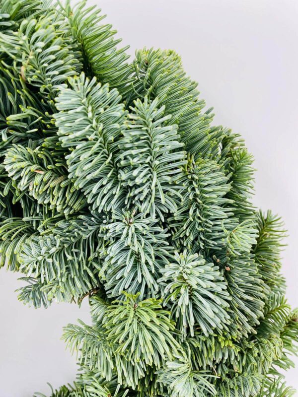 Adventskranz aus Nobilis