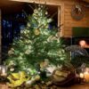 Weihnachtsbaum - "Der prächtige Franz" - ca. 190 cm