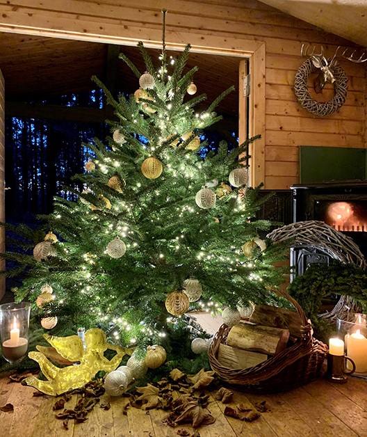 Weihnachtsbaum - "Der prächtige Franz" - ca. 190 cm