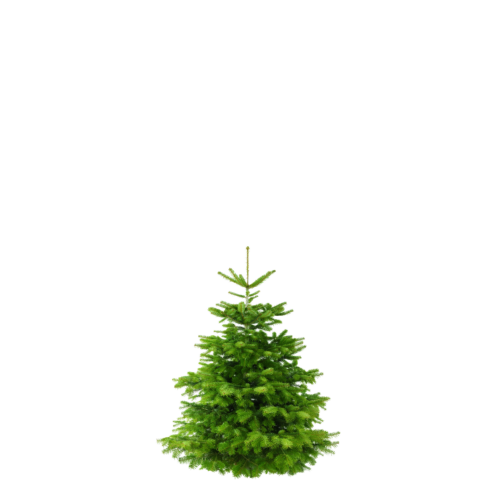 Weihnachtsbaum "Der smarte Sven" ca. 120 cm