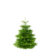 Weihnachtsbaum "Der charmante Leander" ca. 150 cm