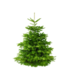 Weihnachtsbaum - "Der grosse Karl" - ca. 170 cm