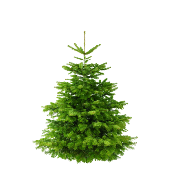 Weihnachtsbaum - "Der grosse Karl" - ca. 170 cm