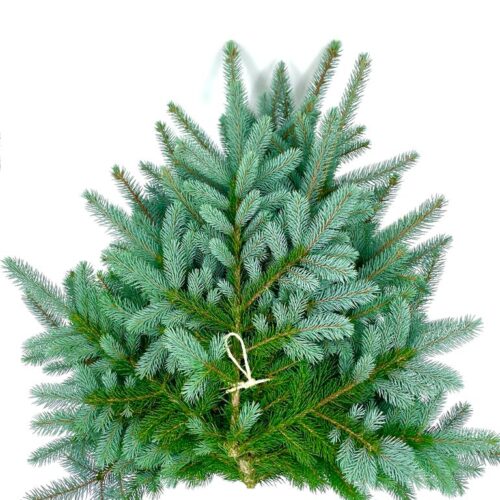 Tannengruen-Blaufichte-5-kg-Bund7059 Tannengrün Blaufichte im Bund