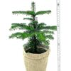 Mini - Weihnachtsbaum im Topf