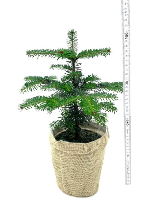 Mini - Weihnachtsbaum im Topf