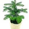 Mini - Weihnachtsbaum im Topf