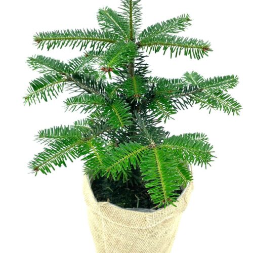Mini - Weihnachtsbaum im Topf