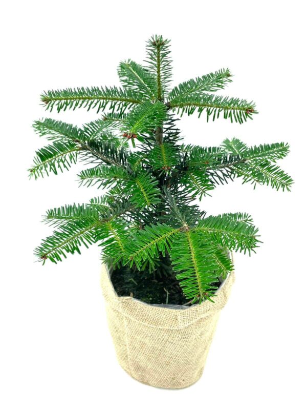 Mini - Weihnachtsbaum im Topf