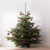 Weihnachtsbaum "Der charmante Leander" ca. 150 cm