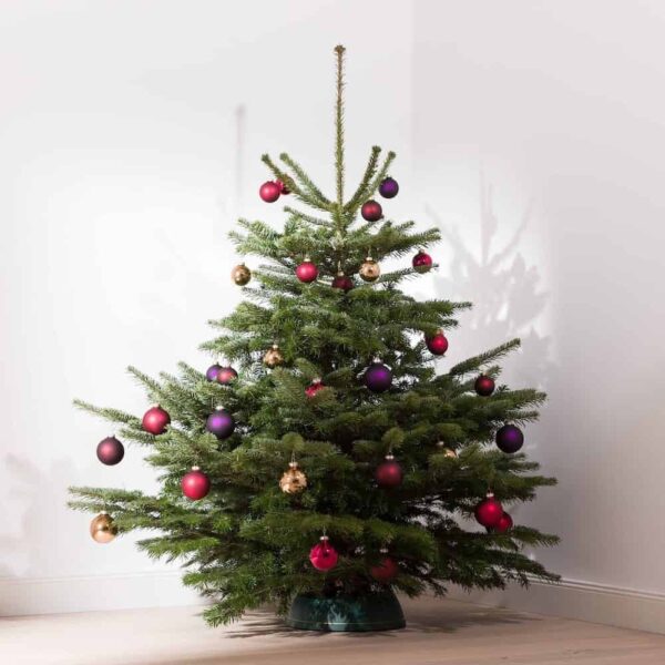 Weihnachtsbaum "Der charmante Leander" ca. 150 cm