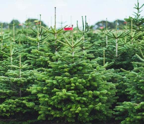 Weihnachtsbaum "Der charmante Leander" ca. 150 cm