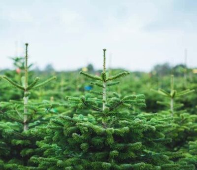 Weihnachtsbaum - "Der grosse Karl" - ca. 170 cm